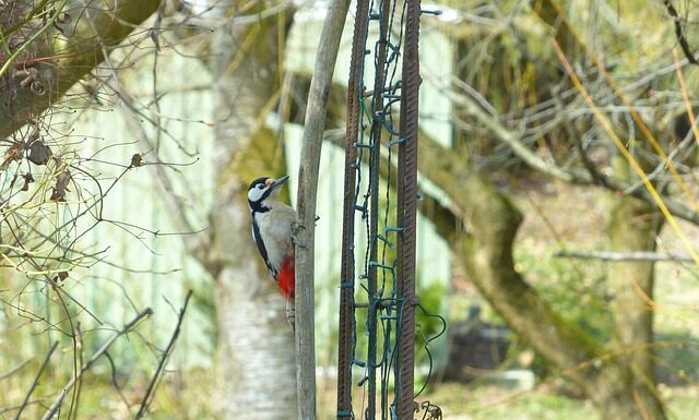 Jakie są dziedziny psychologii?