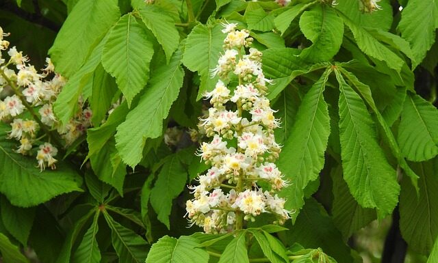 Ile punktów z matury na psychologię?