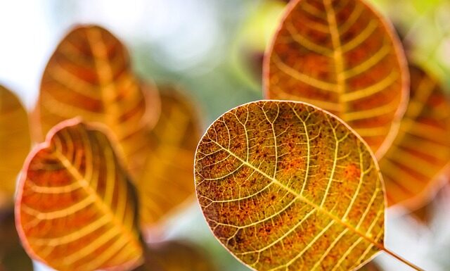 Który to synonim wyrażenia do imentu?