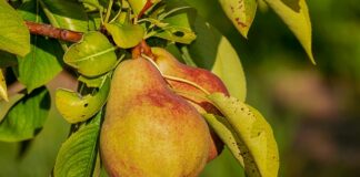 Jakie odżywki przed zawodami?