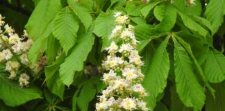 Czy z polską matura można studiować za granicą?