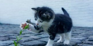 Jak wygląda atak schizofrenii?