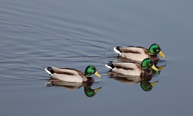 Czy można mieć trójkę na świadectwie z czerwonym paskiem?