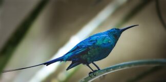 Czy można wystawić fakturę na 8% na firmę?