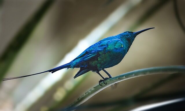 Czy można wystawić fakturę na 8% na firmę?