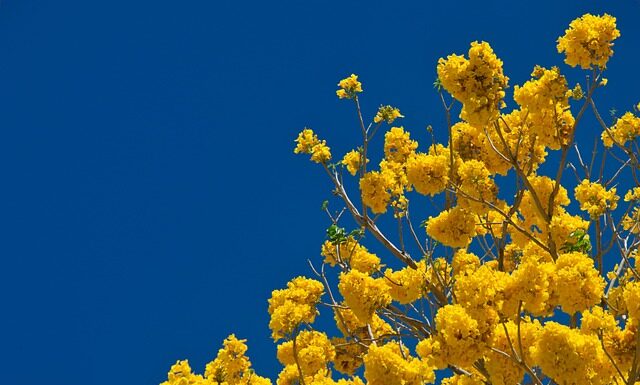 Czy Kostaryka jest rajem podatkowym?