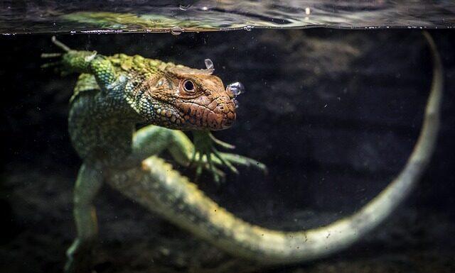 Czy Kajmany są rajem podatkowym?