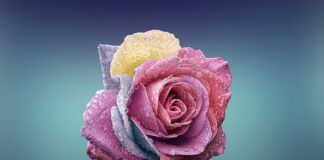 Jak długo czeka się na plan od fabryki siły?