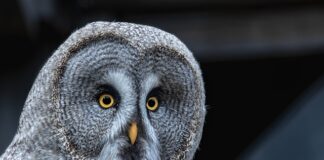 Czy certyfikaty Udemy coś dają?