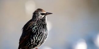 Czy widać jak się robi screeny na Teams?