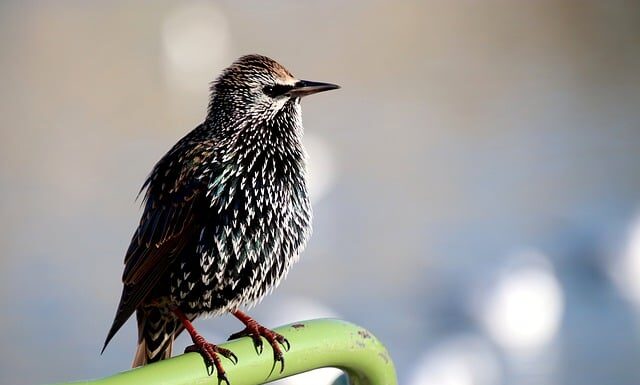 Czy widać jak się robi screeny na Teams?