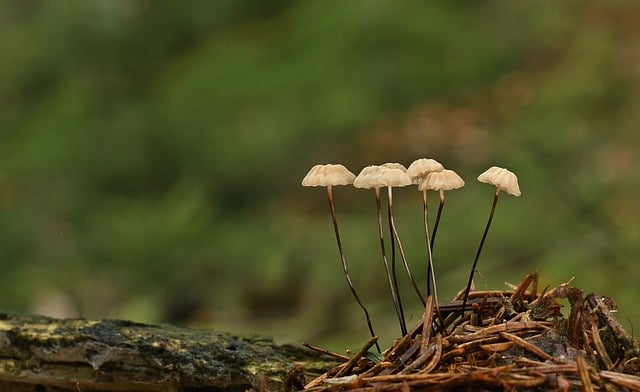 Jak działają oszuści na Marketplace? Jak działają oszuści na Marketplace?